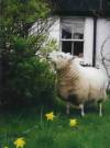 Loch Ness Monster Sheep Eat Plants!
