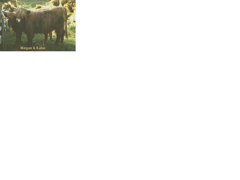 Megan and Katie - Highland Cows
