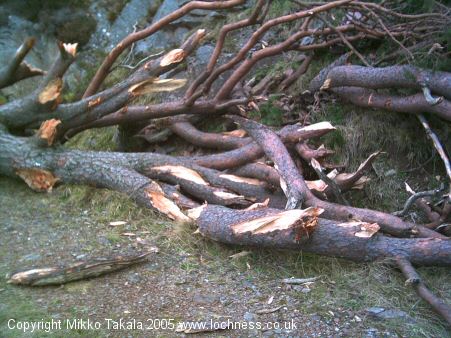 lochnessmonster2.jpg - 58161 Bytes